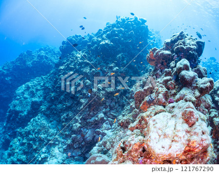 ウミトサカ他が生えるドロップオフのキンギョハナダイ、ソラスズメダイ他群れ 賀茂郡南伊豆町中木ヒリゾ浜 121767290