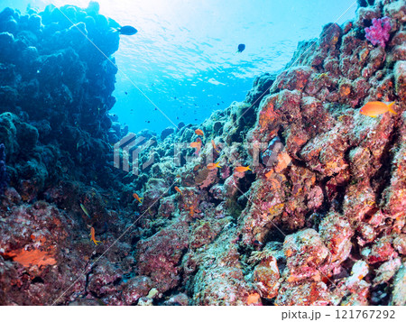 ウミトサカ他が生えるドロップオフのキンギョハナダイ、ソラスズメダイ他群れ 賀茂郡南伊豆町中木ヒリゾ浜 121767292