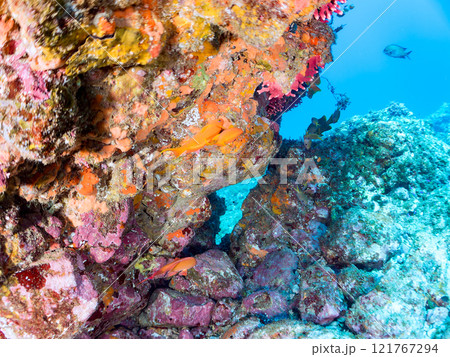 ウミトサカ他が生えるドロップオフのキンギョハナダイ、ソラスズメダイ他群れ 賀茂郡南伊豆町中木ヒリゾ浜 121767294