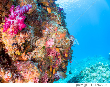 ウミトサカ他が生えるドロップオフのキンギョハナダイ、ソラスズメダイ他群れ 賀茂郡南伊豆町中木ヒリゾ浜 121767296