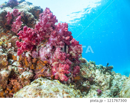 ウミトサカ他が生えるドロップオフのキンギョハナダイ、ソラスズメダイ他群れ 賀茂郡南伊豆町中木ヒリゾ浜 ウミトサカ他が生えるドロップオフのキンギョハナダイ、ソラスズメダイ他群れ 賀茂郡南伊豆町中木ヒリゾ浜 121767300