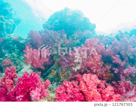 ウミトサカ他が生えるドロップオフのキンギョハナダイ、ソラスズメダイ他群れ 賀茂郡南伊豆町中木ヒリゾ浜 121767303