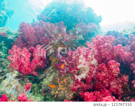 ウミトサカ他が生えるドロップオフのキンギョハナダイ、ソラスズメダイ他群れ 賀茂郡南伊豆町中木ヒリゾ浜 121767310