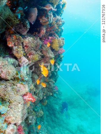 ウミトサカ他が生えるドロップオフのキンギョハナダイ、ソラスズメダイ他群れ 賀茂郡南伊豆町中木ヒリゾ浜 121767316