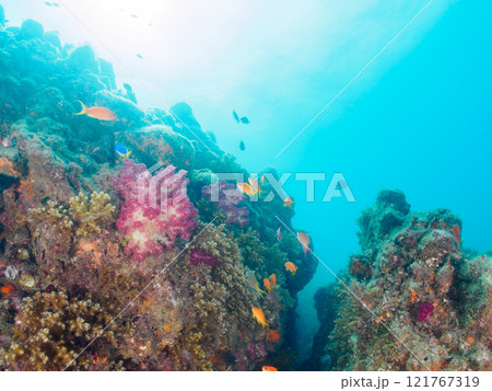 ウミトサカ他が生えるドロップオフのキンギョハナダイ、ソラスズメダイ他群れ 賀茂郡南伊豆町中木ヒリゾ浜 121767319