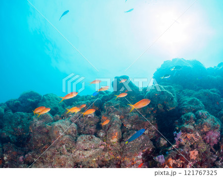 ウミトサカ他が生えるドロップオフのキンギョハナダイ、ソラスズメダイ他群れ 賀茂郡南伊豆町中木ヒリゾ浜 121767325