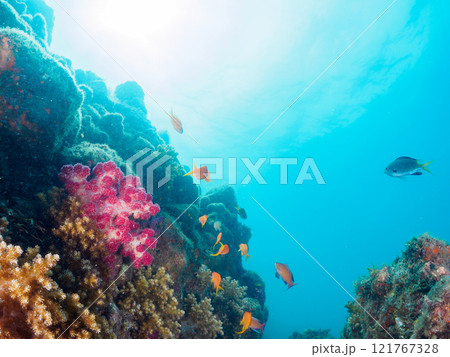 ウミトサカ他が生えるドロップオフのキンギョハナダイ、ソラスズメダイ他群れ 賀茂郡南伊豆町中木ヒリゾ浜 121767328
