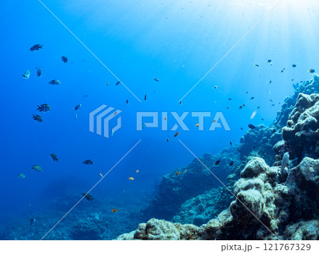 ウミトサカ他が生えるドロップオフのキンギョハナダイ、ソラスズメダイ他群れ 賀茂郡南伊豆町中木ヒリゾ浜 121767329