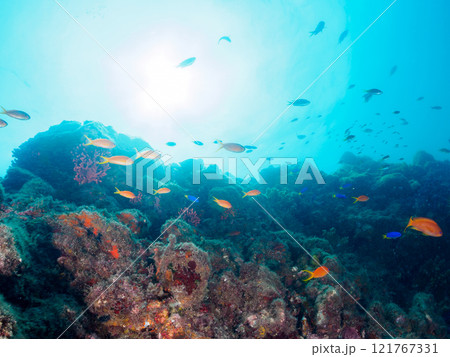 ウミトサカ他が生えるドロップオフのキンギョハナダイ、ソラスズメダイ他群れ 賀茂郡南伊豆町中木ヒリゾ浜 ウミトサカ他が生えるドロップオフのキンギョハナダイ、ソラスズメダイ他群れ 賀茂郡南伊豆町中木ヒリゾ浜 121767331