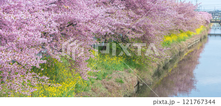 「埼玉県」青毛堀川に咲く満開の河津桜並木と菜の花・久喜市 121767344