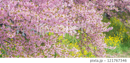 「埼玉県」青毛堀川に咲く満開の河津桜並木と菜の花・久喜市 121767346