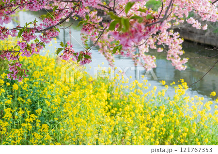 「埼玉県」青毛堀川に咲く満開の河津桜並木と菜の花・久喜市 「埼玉県」青毛堀川に咲く満開の河津桜並木と菜の花・久喜市 121767353
