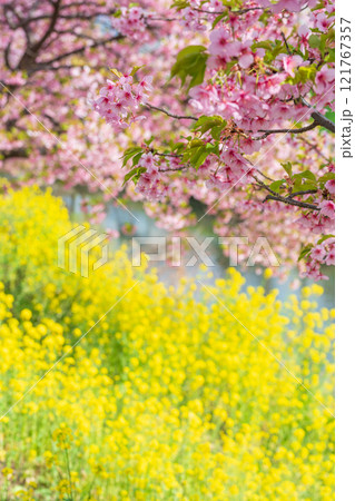 「埼玉県」青毛堀川に咲く満開の河津桜並木と菜の花・久喜市 121767357