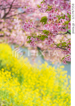 「埼玉県」青毛堀川に咲く満開の河津桜並木と菜の花・久喜市 121767358