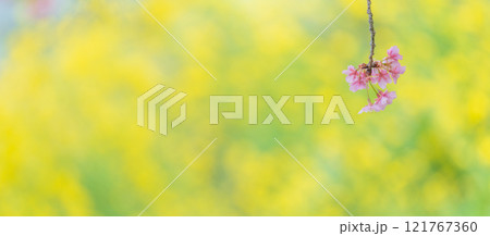「埼玉県」青毛堀川に咲く満開の河津桜並木と菜の花・久喜市 121767360
