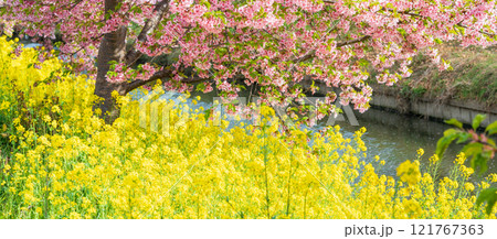 「埼玉県」青毛堀川に咲く満開の河津桜並木と菜の花・久喜市 「埼玉県」青毛堀川に咲く満開の河津桜並木と菜の花・久喜市 121767363