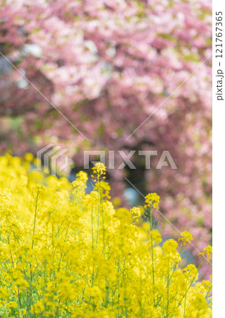 「埼玉県」青毛堀川に咲く満開の河津桜並木と菜の花・久喜市 「埼玉県」青毛堀川に咲く満開の河津桜並木と菜の花・久喜市 121767365