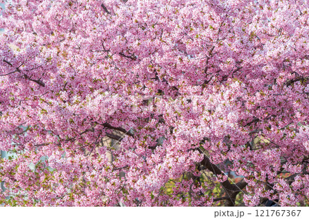 「埼玉県」青毛堀川に咲く満開の河津桜・久喜市 121767367