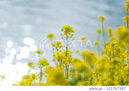 「埼玉県」青毛堀川に咲く菜の花・久喜市 121767387