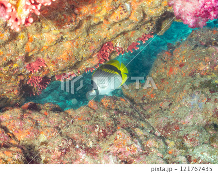 美しく大きなニセフウライチョウチョウウオ他とウミトサカ等のソフトコーラルの群生。中木ヒリゾ浜2024 121767435