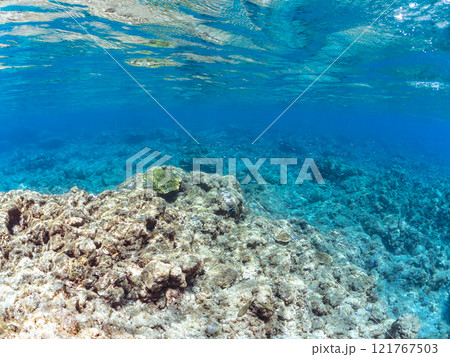 美しいキビナゴ(ニシン科)他の大群。静岡県伊豆半島賀茂郡南伊豆町中木ヒリゾ浜2024年 美しいキビナゴ(ニシン科)他の大群。静岡県伊豆半島賀茂郡南伊豆町中木ヒリゾ浜2024年 121767503