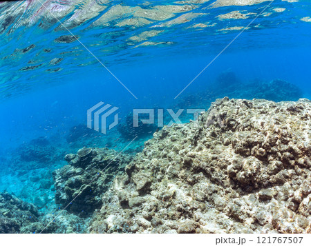 美しいキビナゴ（ニシン科）他の大群。静岡県伊豆半島賀茂郡南伊豆町中木ヒリゾ浜2024年 121767507