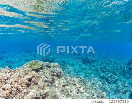 美しいキビナゴ(ニシン科)他の大群。静岡県伊豆半島賀茂郡南伊豆町中木ヒリゾ浜2024年 美しいキビナゴ(ニシン科)他の大群。静岡県伊豆半島賀茂郡南伊豆町中木ヒリゾ浜2024年 121767510