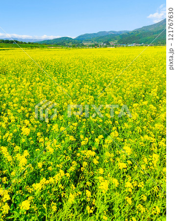 飯山市・常盤菜の花畑 飯山市・常盤菜の花畑 121767630