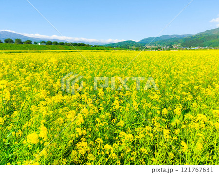 飯山市・常盤菜の花畑 飯山市・常盤菜の花畑 121767631