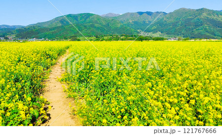 飯山市・常盤菜の花畑 121767666