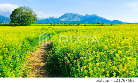 飯山市・常盤菜の花畑 121767668