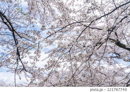 青空に映える満開の桜 青空に映える満開の桜 121767749