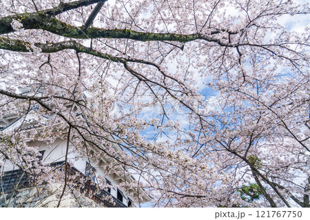 満開になった桜と城 121767750