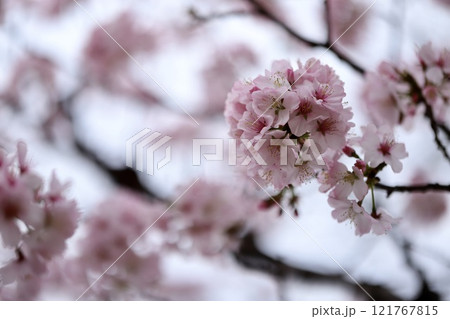 春の公園に咲く桜 春の花 春の公園に咲く桜 春の花 121767815