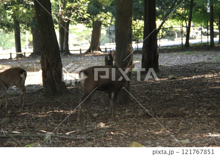 奈良春日大社の静謐な森の風景 121767851