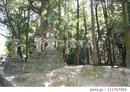 奈良春日大社の静謐な森の風景 奈良春日大社の静謐な森の風景 121767860