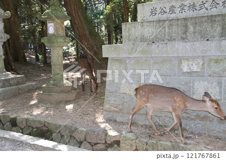 奈良春日大社の静謐な森の風景 奈良春日大社の静謐な森の風景 121767861