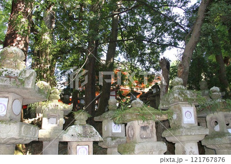奈良春日大社の静謐な森の風景 121767876