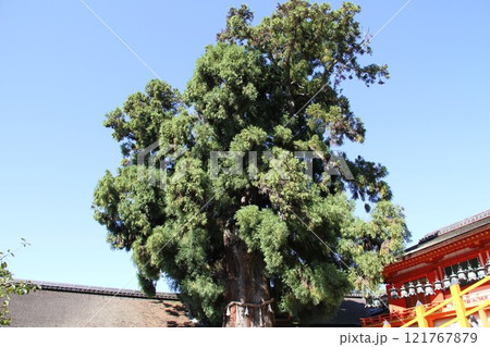 奈良春日大社の静謐な森の風景 121767879