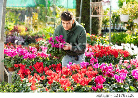 Young guy choosing cyclamen in flower shop 121768126