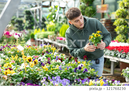 Young guy landscape designer view contemplate and examines pansies plants Young guy landscape designer view contemplate and examines pansies plants 121768230
