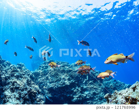 逆光の美しいホウライヒメジ他の群れと水面を泳ぐスキンダイバー。賀茂郡南伊豆町中木ヒリゾ浜2024年 121768996