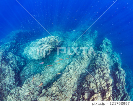 逆光の美しいホウライヒメジ他の群れと水面を泳ぐスキンダイバー。賀茂郡南伊豆町中木ヒリゾ浜2024年 121768997