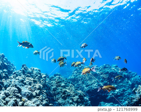 逆光の美しいホウライヒメジ他の群れと水面を泳ぐスキンダイバー。賀茂郡南伊豆町中木ヒリゾ浜2024年 121768999