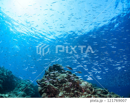 逆光の美しいホウライヒメジ他の群れと水面を泳ぐスキンダイバー。賀茂郡南伊豆町中木ヒリゾ浜2024年 121769007