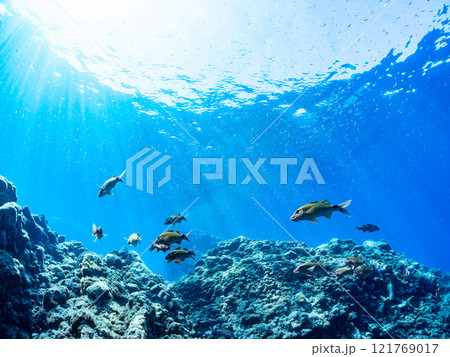 逆光の美しいホウライヒメジ他の群れと水面を泳ぐスキンダイバー。賀茂郡南伊豆町中木ヒリゾ浜2024年 121769017