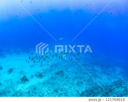 逆光の美しいホウライヒメジ他の群れと水面を泳ぐスキンダイバー。賀茂郡南伊豆町中木ヒリゾ浜2024年 121769018