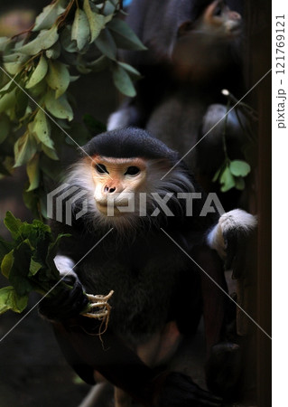 野菜を手に持つアカアシドゥクラングール 121769121