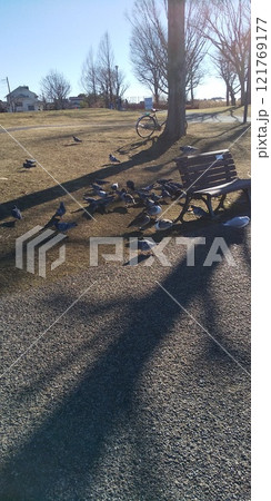 公園のベンチを取り囲む鳥たち 121769177