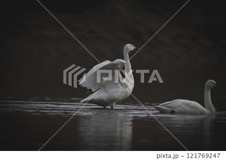 闇に浮かぶ白鳥 闇に浮かぶ白鳥 121769247